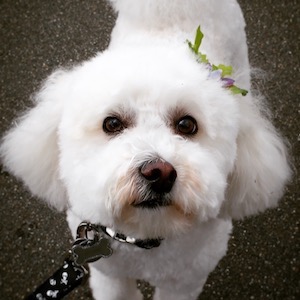 Dog at Attention in Redmond